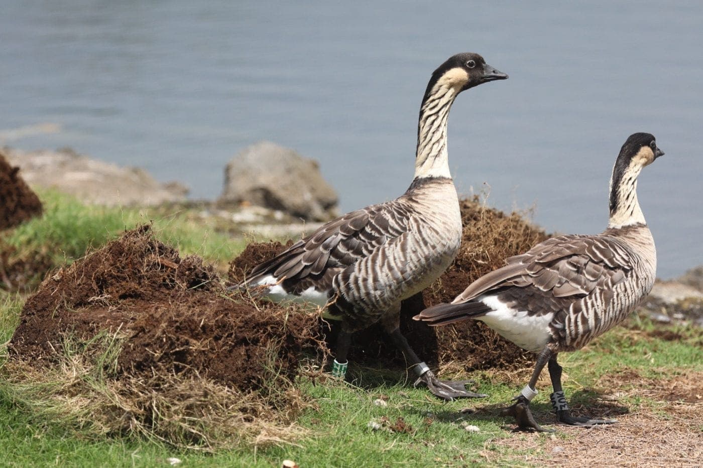 Two banded nēnē at the water's edge