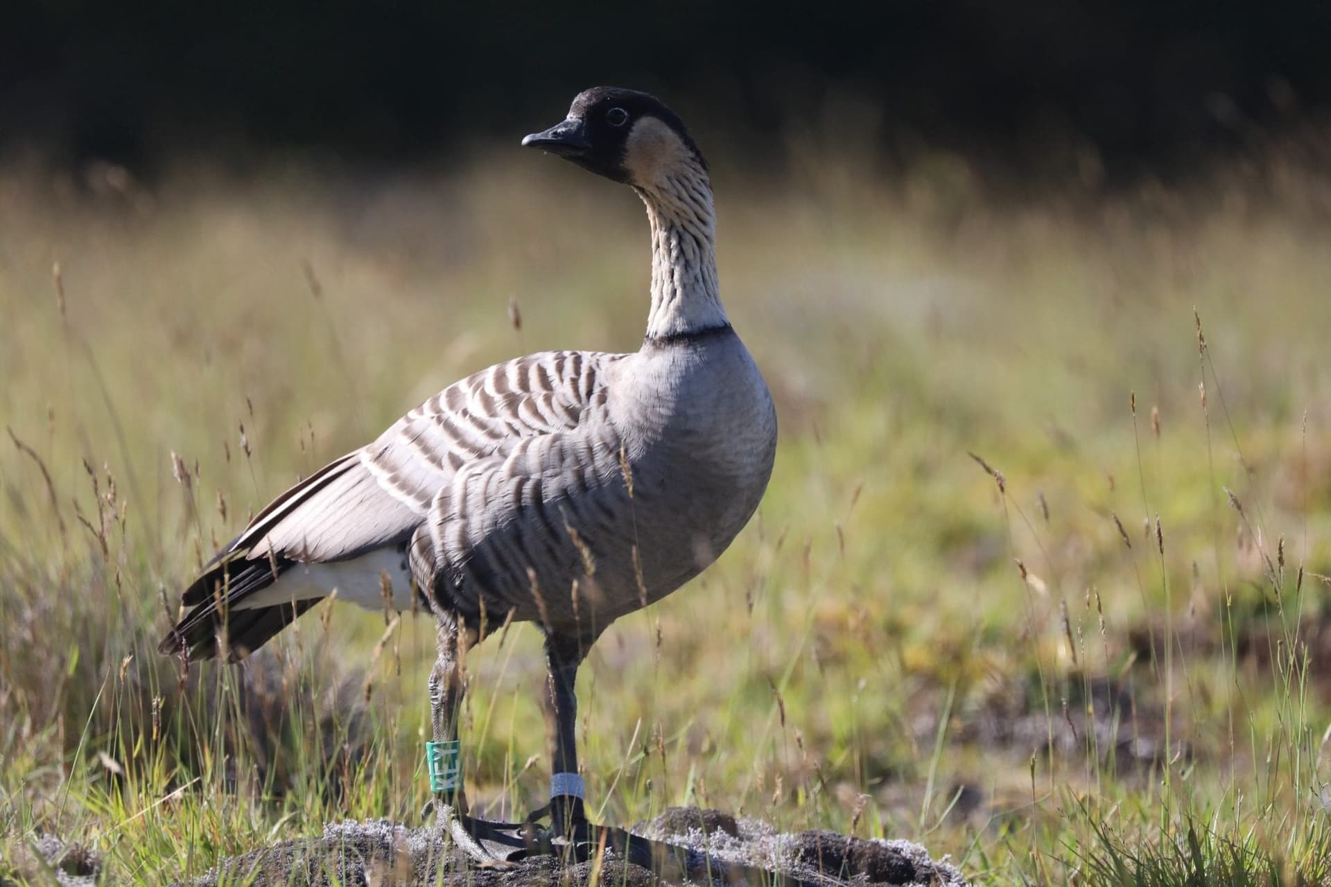 A banded nēnē standing in dry grass on Hawaiʻi Island