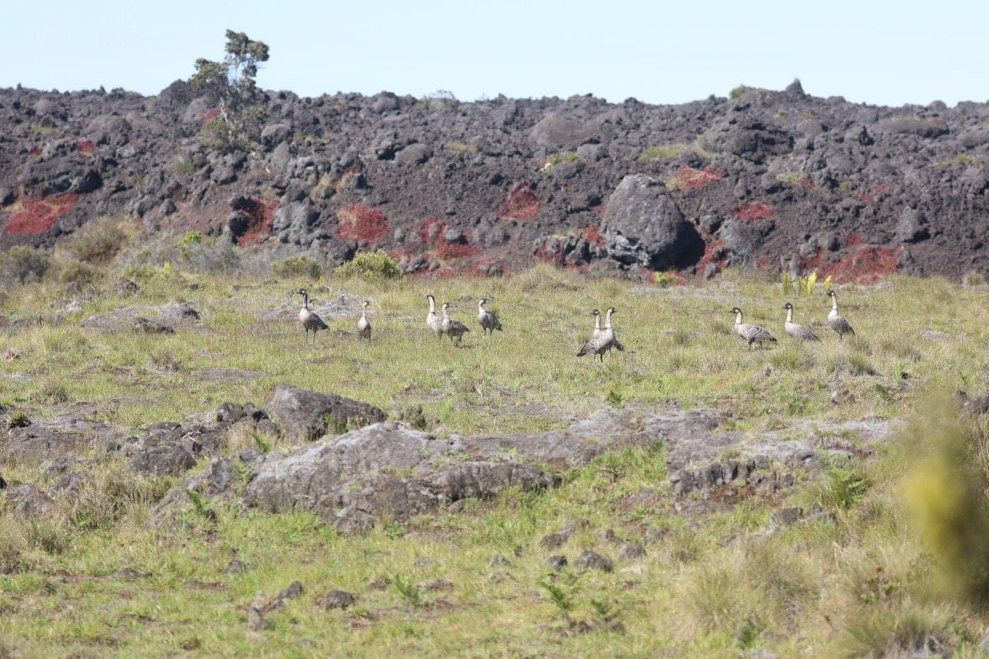 A flock of nēnē grazing in grass below a lava flow with reddish ground