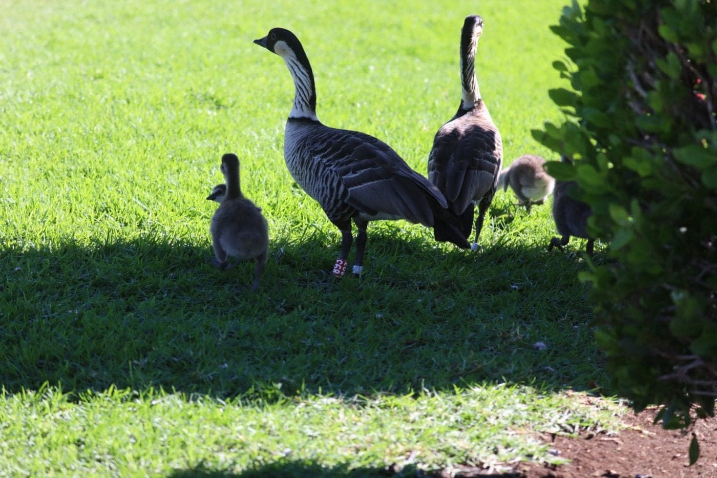 A nēnē family with goslings on mown grass