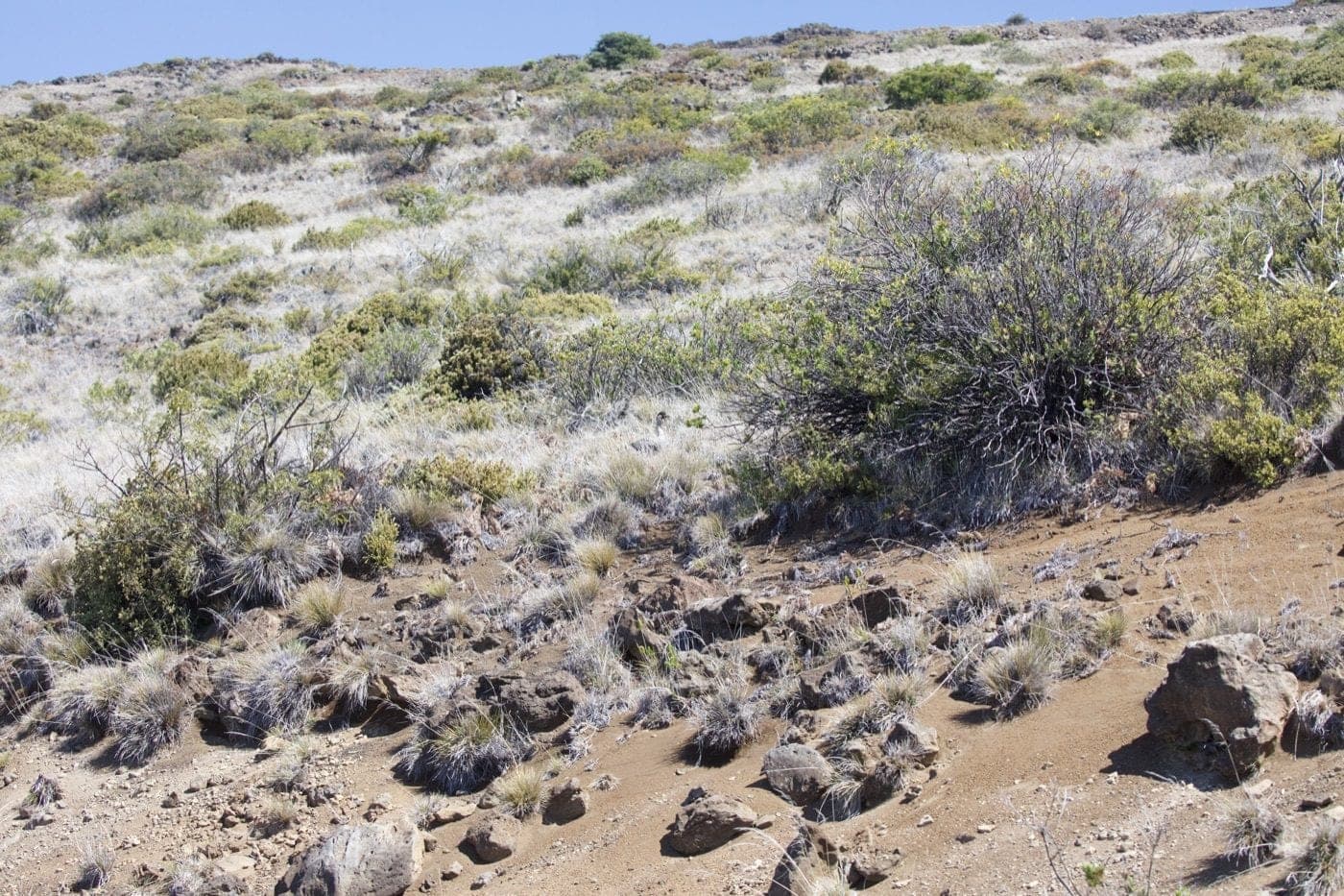 Subalpine shrubland and cinder on Haleakalā