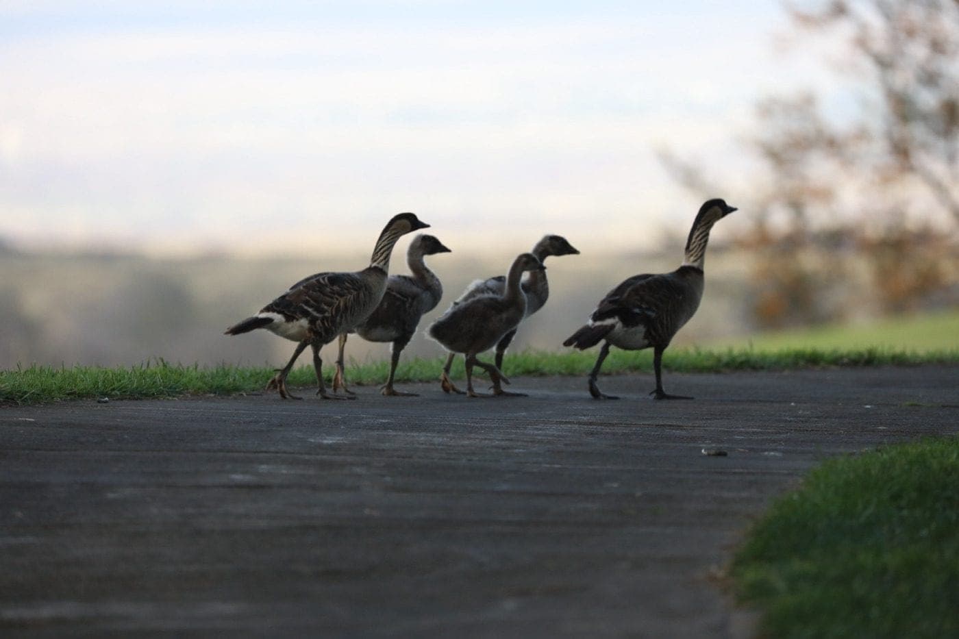 Five nēnē, adults and young, walking in a line along a paved road at dusk