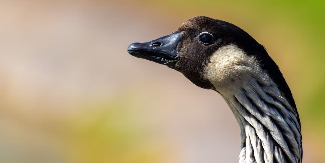 Research & Education