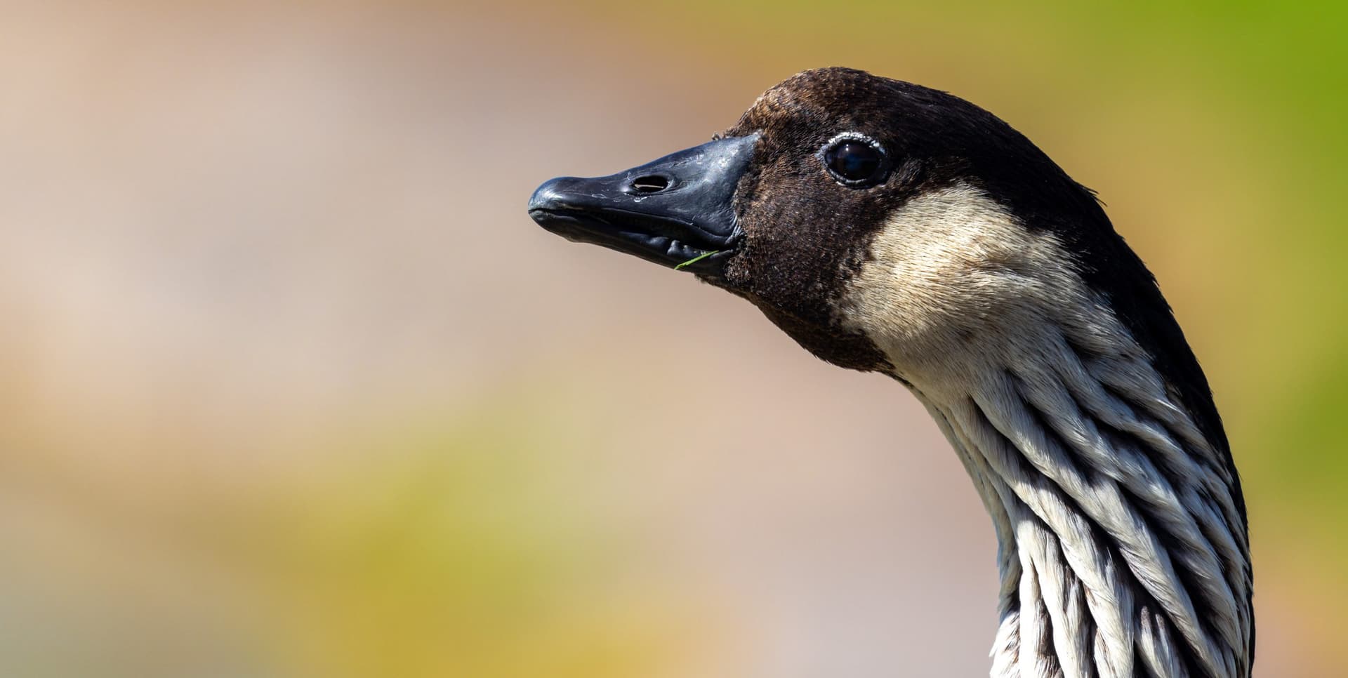 Nēnē in its natural habitat