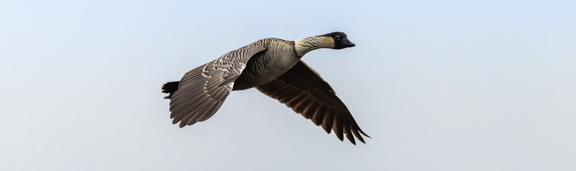 A nēnē in flight against a blue sky