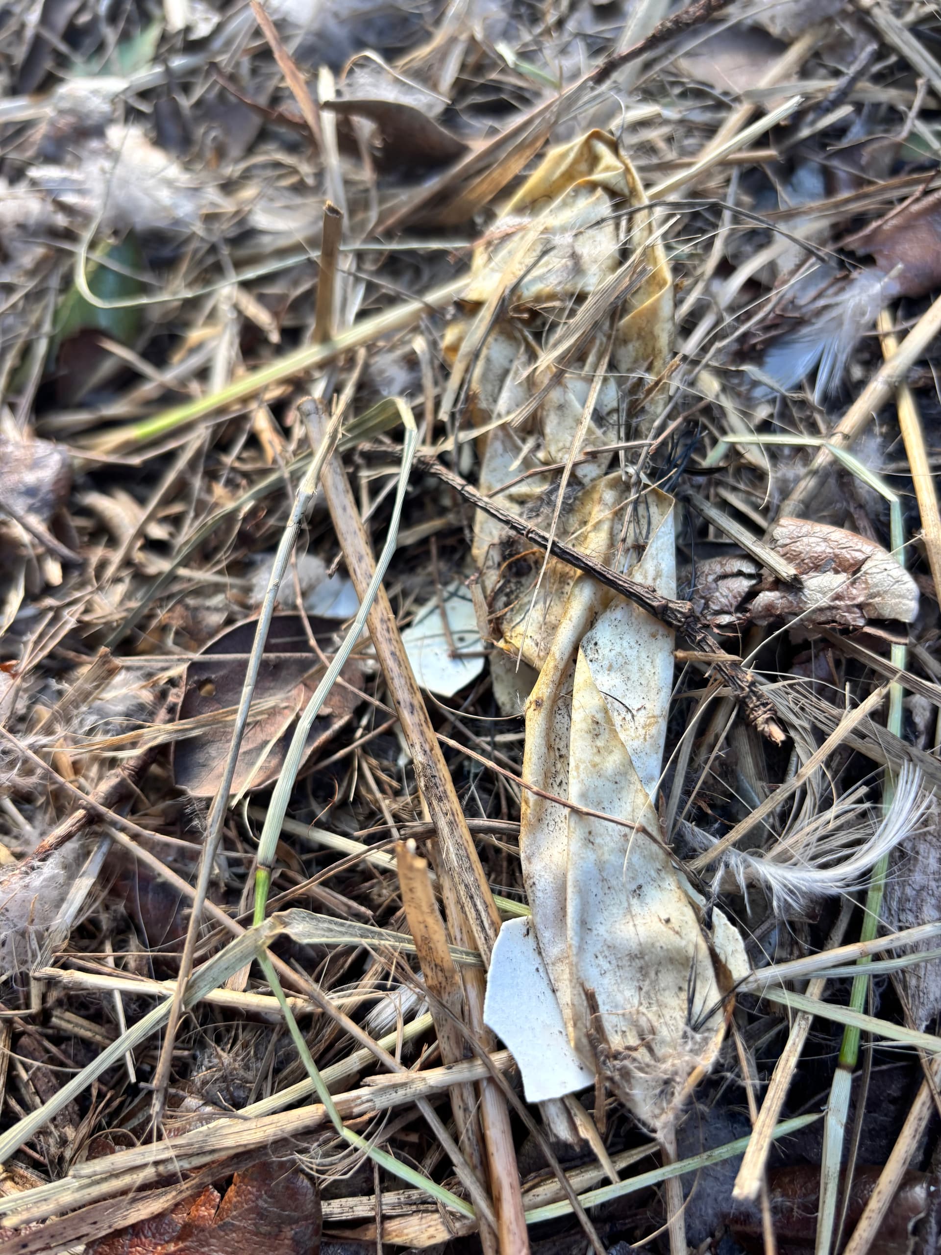 Feral cat feeding station