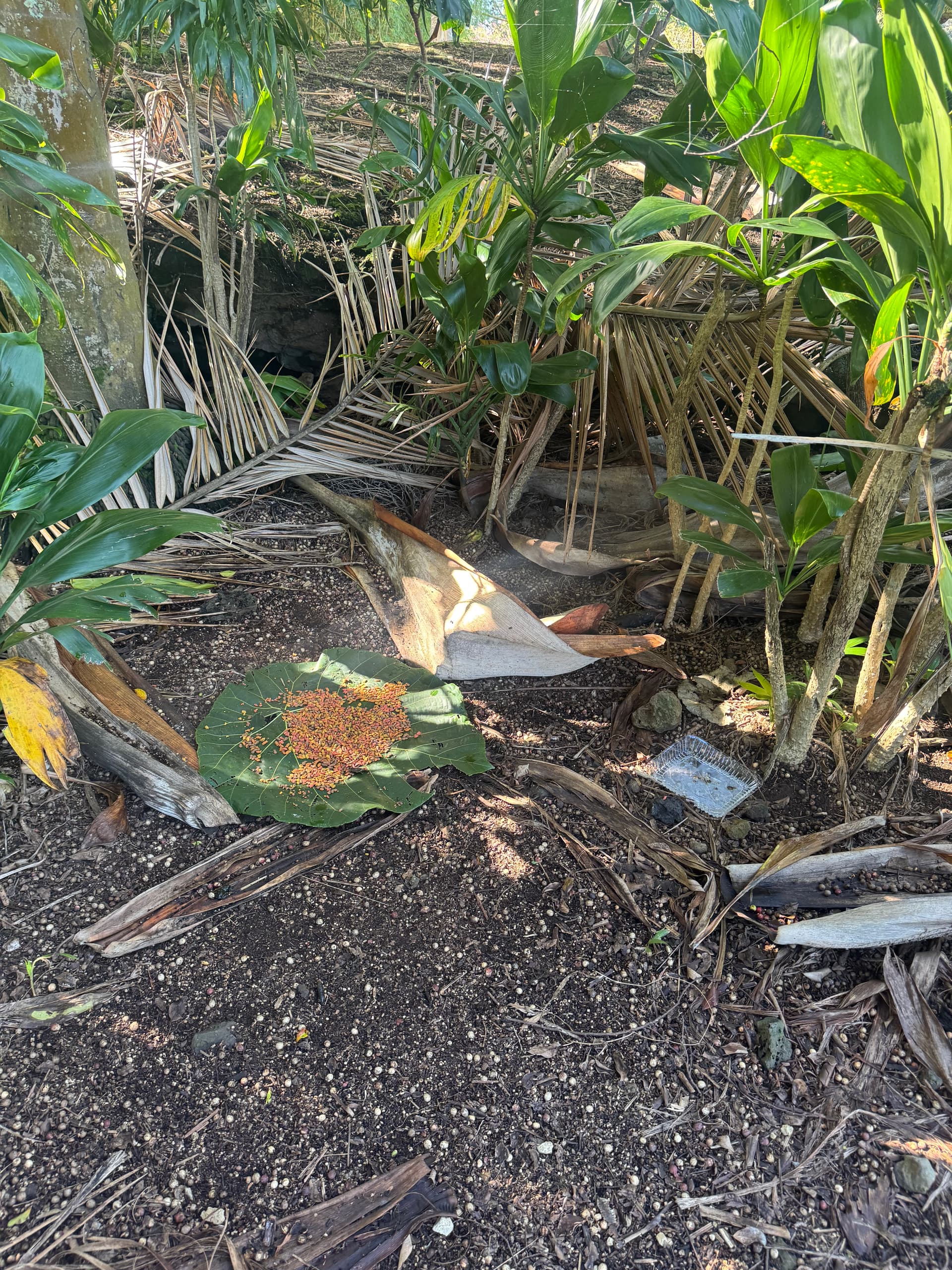 NTC and 595 together