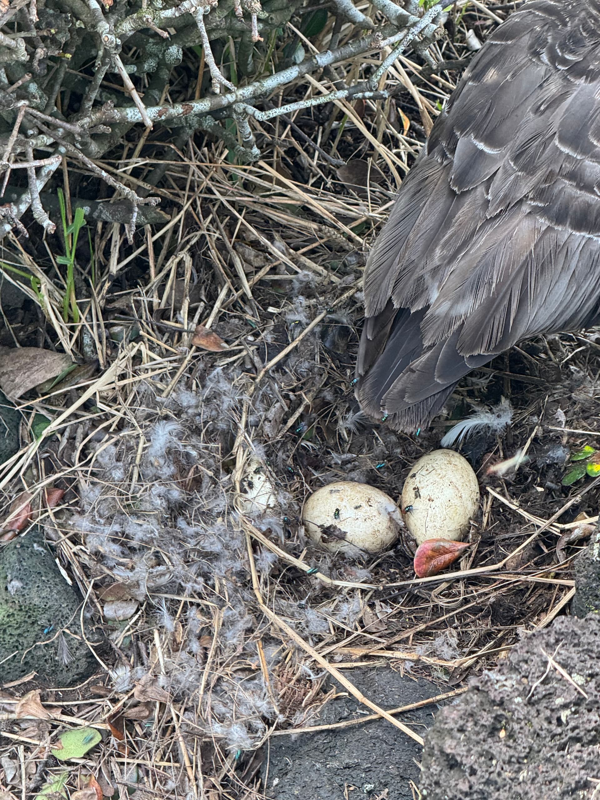 NTC sitting on her nest