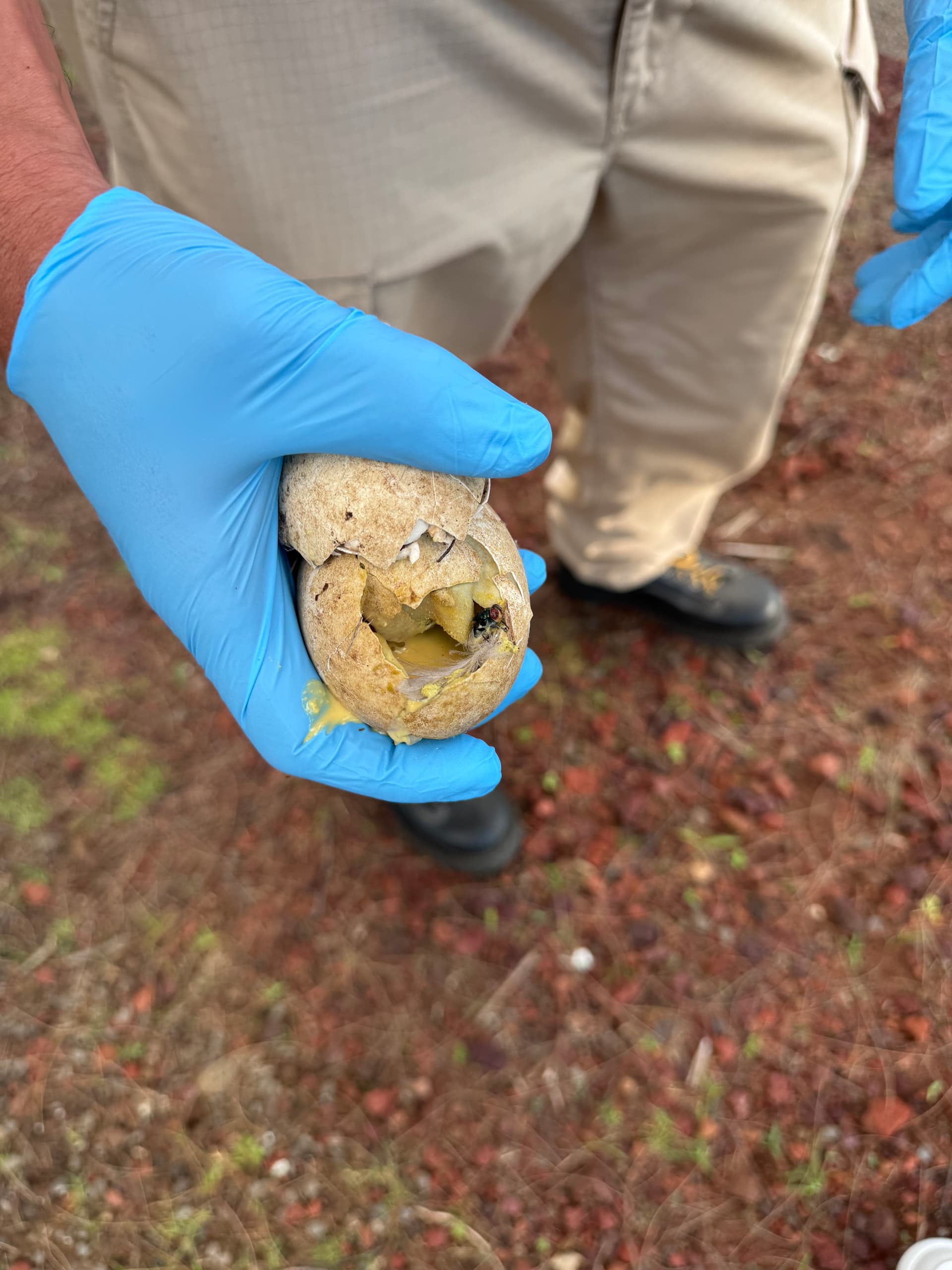 NTC's nest with egg shells after hatching