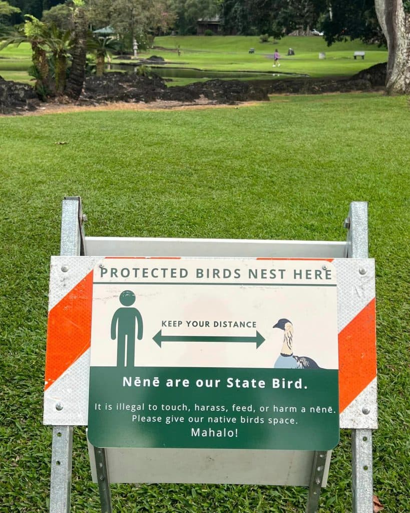 New nēnē signs after gosling death