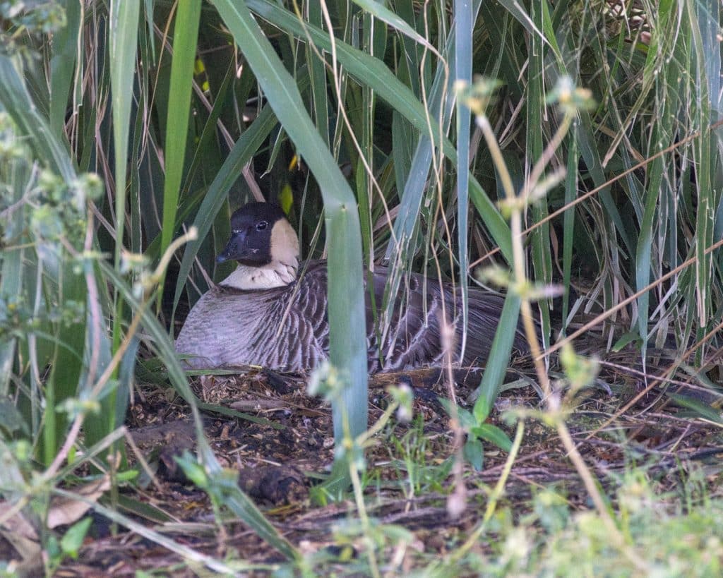 NTC nesting at Wailoa State Park
