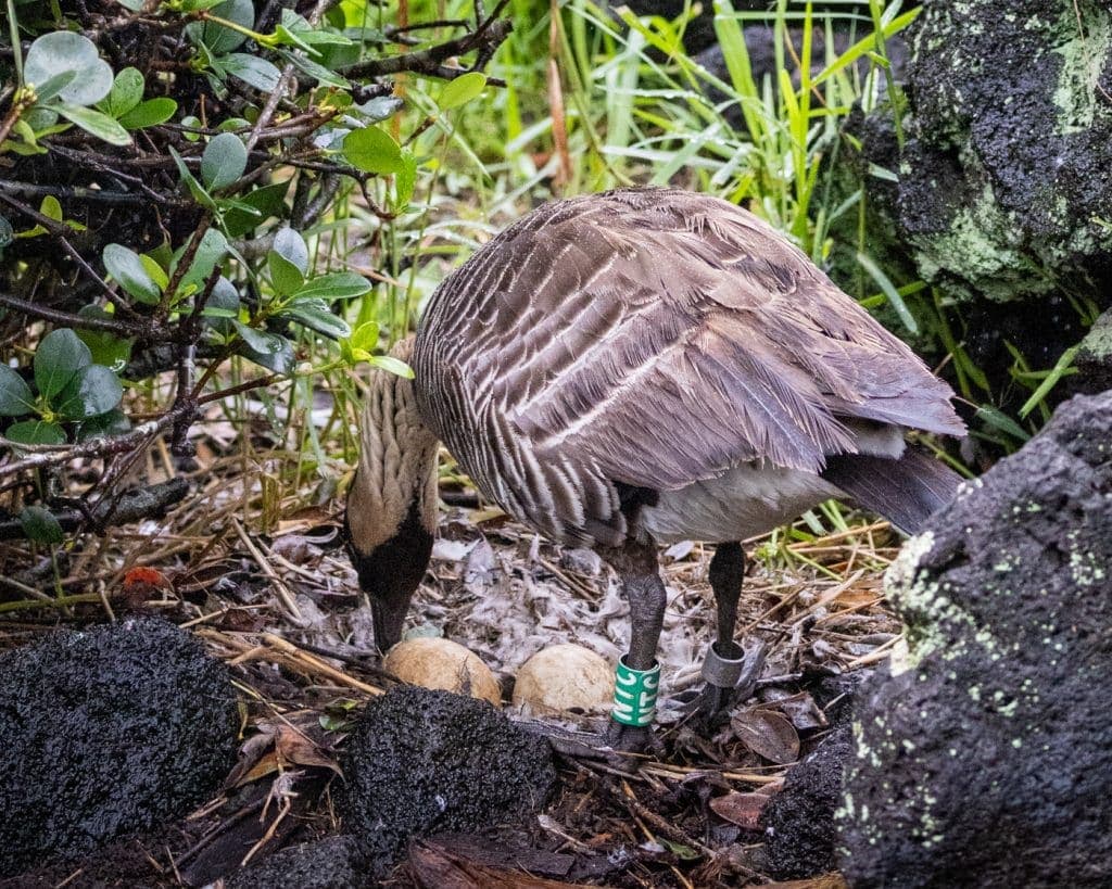 NTC with two eggs at Liliʻuokalani Park and Gardens