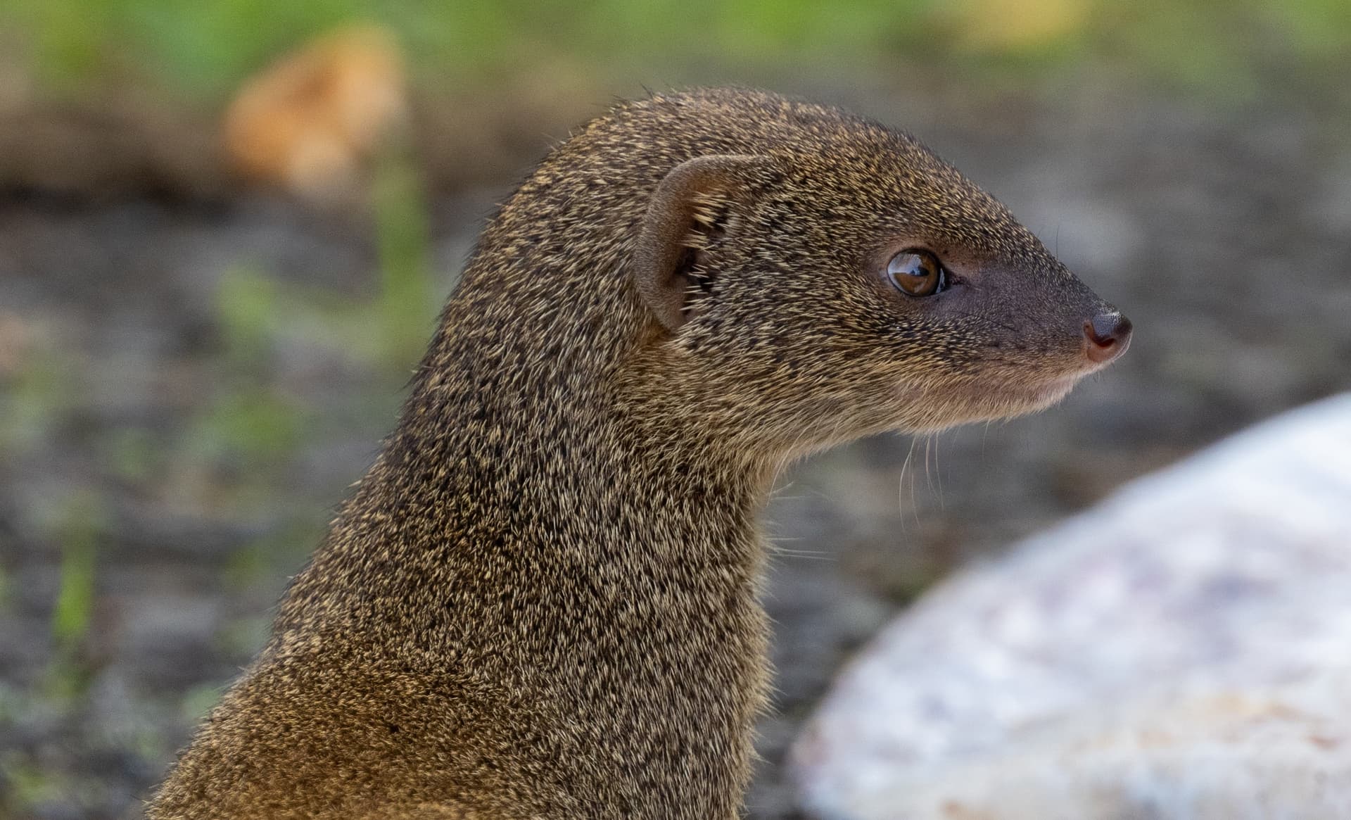 Mongoose threat to Nēnē