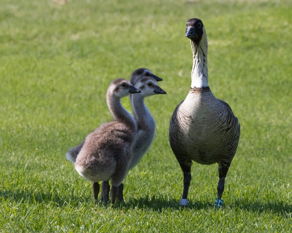 nēnē goose and three goslings 