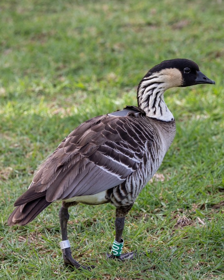 Male nēnē with a satellite transmitter.